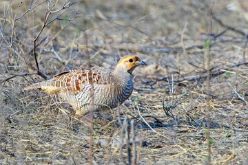 Grey Francolin (Ortygornis pondicerianus), Ranthambhore National Park, Rajasthan, India.