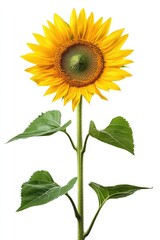 Naklejka premium Bright sunflower with green leaves
