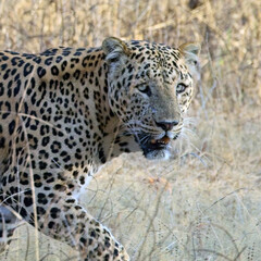 Leopard, (Panthera pardus) male walking in Ranthambhore National Park, Rajasthan, India.