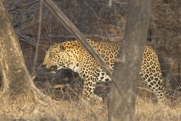 Leopard, (Panthera pardus) male walking in the forest at Ranthambhore National Park, Rajasthan, India.