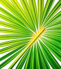 Obraz premium Intricate cutout of a vibrant green tropical palm leaf, isolated on white, plant, cutout, green leaf