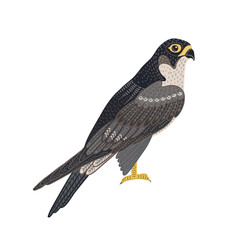 Decorative illustration of falcon. Vector isolated design element