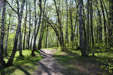 Obraz premium A scenic forest path surrounded by trees