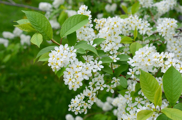 Close-up of a beautiful flowering shrub with white blossoms and lush green leaves in spring