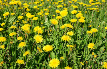 Obraz premium A field of vibrant yellow dandelions blooming in the sunlight