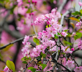 Weeping crabapple in bloom in spring