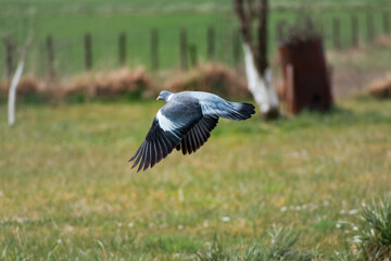 Wood pigeon in a garden, columba palumbus