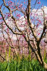 pink cherry blossom