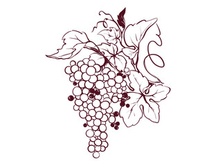 Design elements -- vine.  Graphic vector illustration, sketch with bunches of grapes in lines, author's hand drawing.	