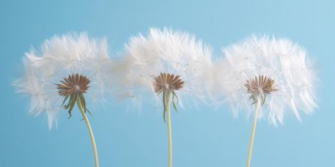 Naklejka premium Three dandelion seeds against a blue background for nature themed