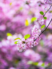 Weeping crabapple in bloom in spring
