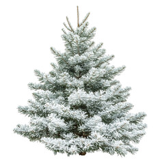 Fototapeta premium Snow covered Christmas tree winter holiday season nature