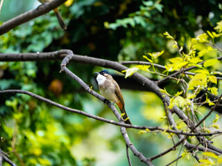 great tit parus major