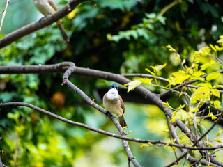 bird on a branch