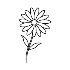 chamomile flower line art vector illustration