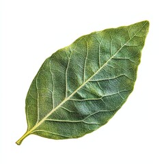 Close-up of a Fresh Green Leaf with Detailed Veins on White