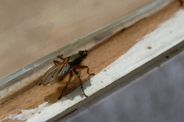 Scathophaga mellipes