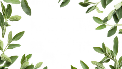 fresh green leaves arranged around a blank space ideal for use in culinary or herbal contexts. natural beauty of plants and can serve as a backdrop for various purposes