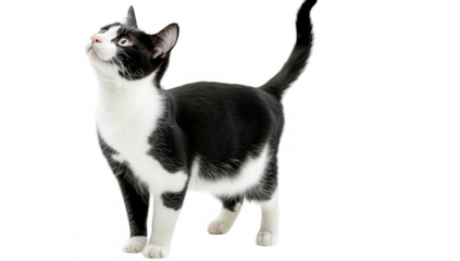 a black and white cat stands gracefully looking upwards with curiosity its sleek fur contrasts against a plain background highlighting its playful demeanor and alert posture