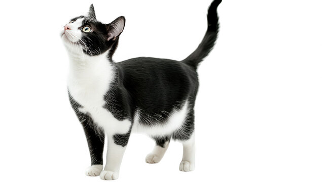 a black and white cat stands gracefully looking upwards with curiosity its sleek fur contrasts against a plain background highlighting its playful demeanor and alert posture