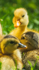 9x16 duckling in the grass expression colors yellow green