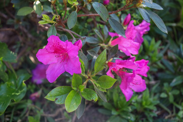 red, purple, pink, rose, flower, spring, blossom, bloom, flora, branch, garden, macro, blooming,...