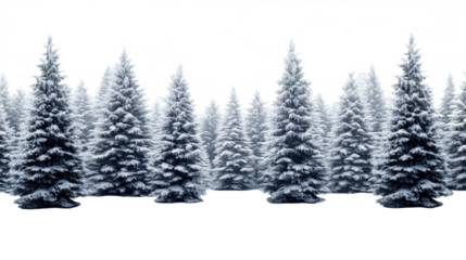 Snowy Winter Forest Landscape