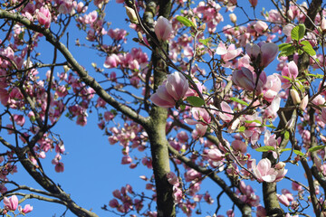 flower, spring, blossom, bloom, flora, branch, garden, macro, blooming, petal, leaf, season,...