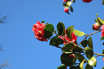 red, purple, pink, rose, flower, spring, blossom, bloom, flora, branch, garden, macro, blooming,...