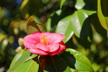 red, purple, pink, rose, flower, spring, blossom, bloom, flora, branch, garden, macro, blooming,...