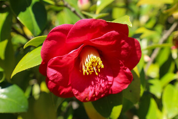 red, purple, pink, rose, flower, spring, blossom, bloom, flora, branch, garden, macro, blooming,...