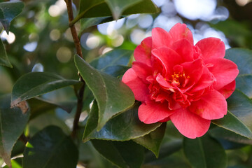 red, purple, pink, rose, flower, spring, blossom, bloom, flora, branch, garden, macro, blooming, petal, leaf, season, closeup, flowers, plant, nature, beauty, beautiful, flowering, blossoms, branches,