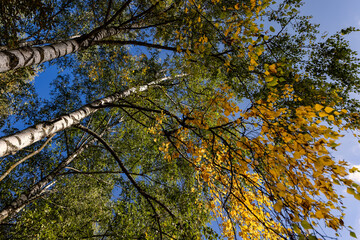 deciduous birch trees in the park at the end of summer