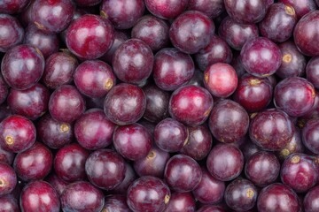 Fototapeta premium Close Up of Many Dark Red Berries