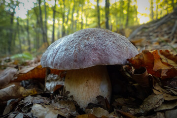 Boletus pinophilus