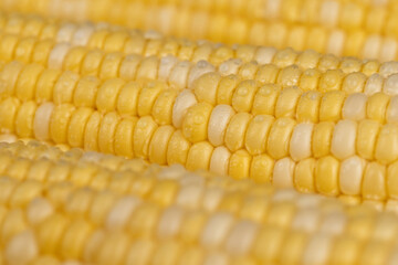 peeled corn cob with yellow and white seeds of different sizes and shades