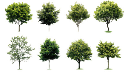 Diverse Tree Varieties Isolated on Black Background