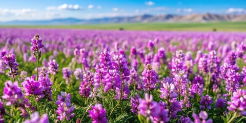 Obraz premium Field of Mongolian milkvetch with purple flowers and green leaves , meadow, Mongolia, meadow, Mongolia, plants, nature