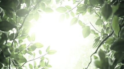 Naklejka premium Sunlight filtering through lush foliage (1)