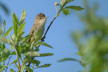 pond warbler on a branch