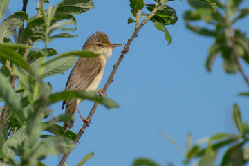 pond warbler on a fence