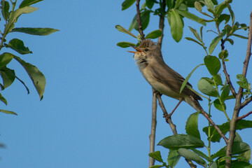 pond warbler on a tree