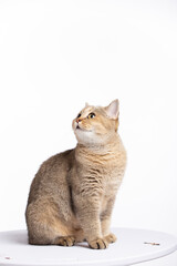 British Shorthair and persian cat