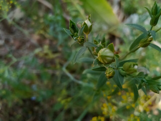 Flax, (alashi, javas) also known as common flax or linseed, is a flowering plant, Linum usitatissimum, in the family Linaceae.