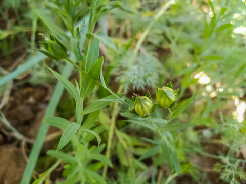 Flax, (alashi, javas) also known as common flax or linseed, is a flowering plant, Linum usitatissimum, in the family Linaceae.