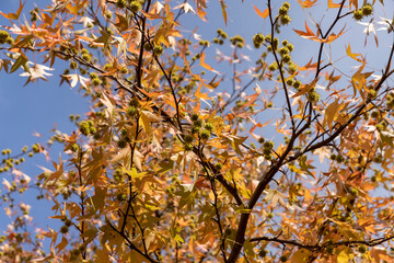 red amber tree in the autumn season in sunny weather