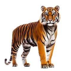 Fototapeta premium A realistic portrait of a tiger standing in side view, isolated on a white background. A powerful, well-muscled tiger with a striking orange coat, bold black stripes, a broad head, small rounded ears,