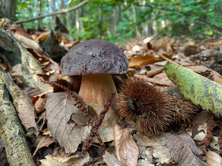 Boletus pinophilus