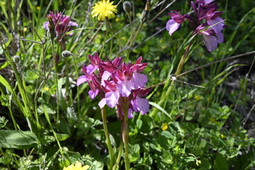 Cretan Plants from different places, Crete, Greece