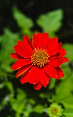 red Mexican Sunflower 